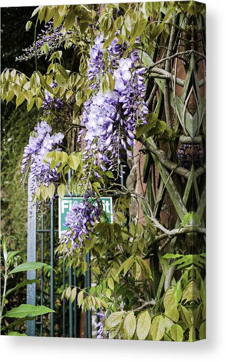 Gate Canvas Print featuring the photograph Secret Garden by Spikey Mouse Photography