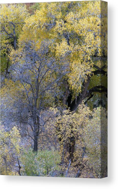 Fall Color Canvas Print featuring the photograph Sedona Fall Color by Tam Ryan
