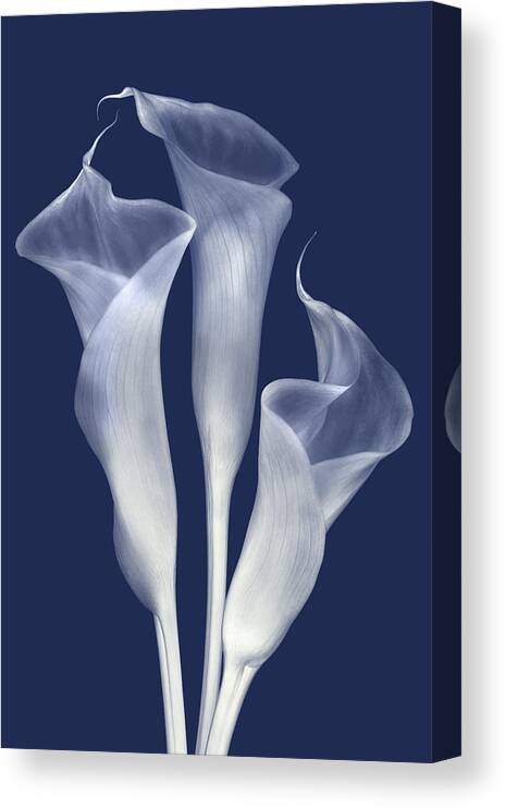 Calla Lilies Canvas Print featuring the photograph Sentinals of Light in Indigo by Leda Robertson