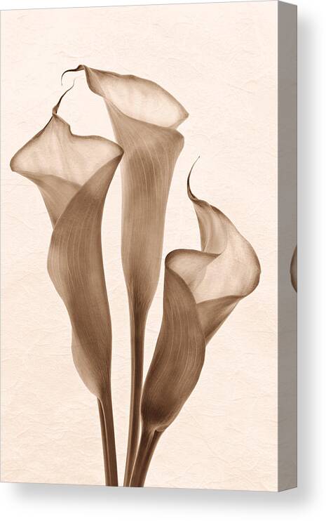 Calla Lilies Canvas Print featuring the photograph Sentinals of Light in Sepia by Leda Robertson