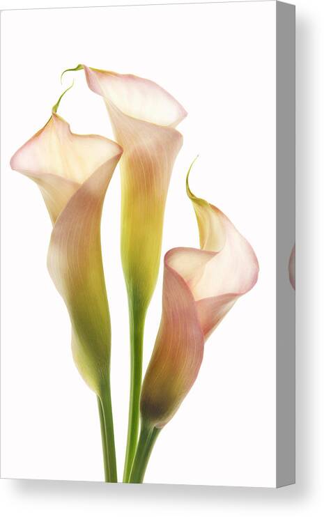 Calla Lilies Canvas Print featuring the photograph Sentinals of Light by Leda Robertson