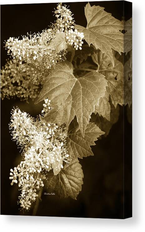 Flowers Canvas Print featuring the photograph Sepia Flower Vine by Christina Rollo