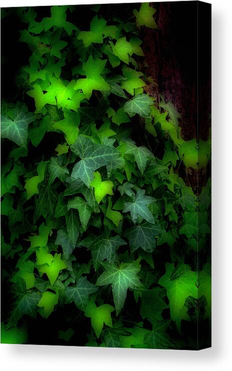 Ivy Canvas Print featuring the photograph Shades of Green by Steve Hurt