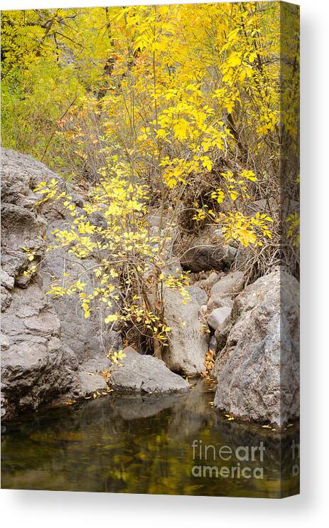 Trees Canvas Print featuring the photograph Shades of Yellow by Tamara Becker
