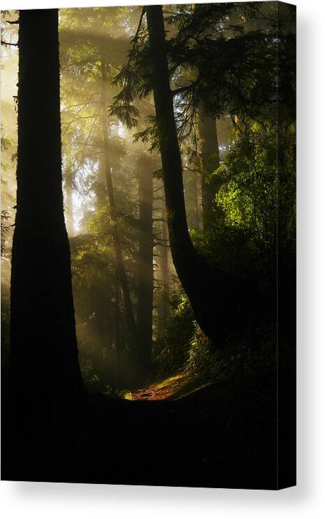 Trees Canvas Print featuring the photograph Shadow Dreams by Jeff Swan
