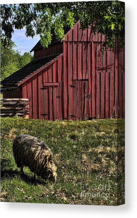 Barn Canvas Print featuring the photograph Sheep and Barn by Crystal Nederman