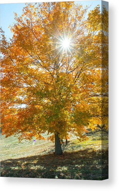 Fall Canvas Print featuring the photograph Shining Through by Jatin Thakkar