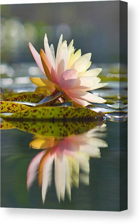 Water Lily Canvas Print featuring the photograph Shining Water Lily by Leda Robertson