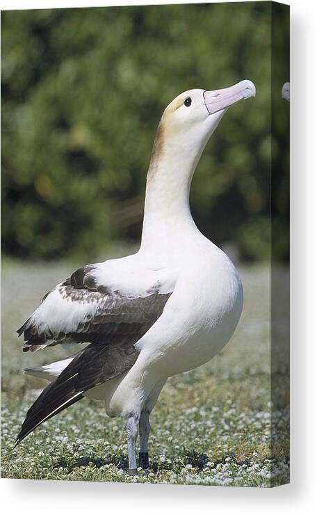 Feb0514 Canvas Print featuring the photograph Short-tailed Albatross Lone Female by Tui De Roy