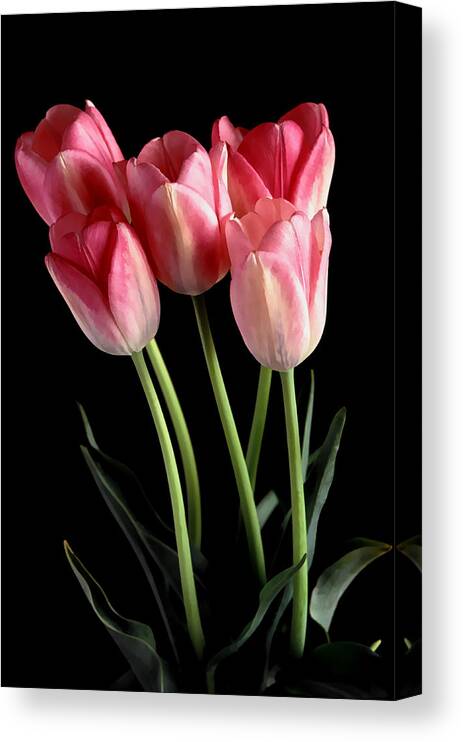 Tulips. Five Pink Tulips Canvas Print featuring the photograph Show Girls by Bill Morgenstern