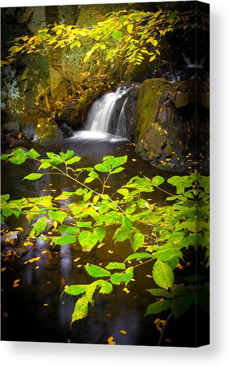 Leaves Canvas Print featuring the photograph Silent Brook by Mark Rogers