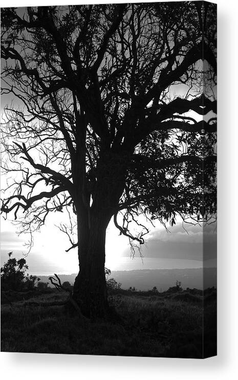 Landscape Canvas Print featuring the photograph Silhouette of a Tree at Sunset by Venetia Featherstone-Witty