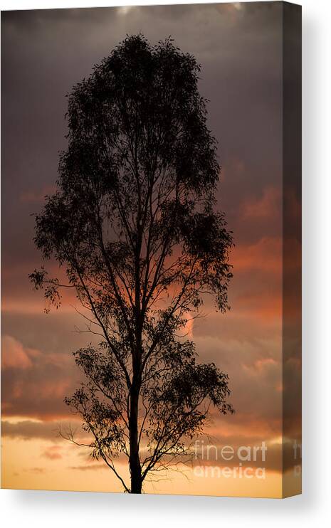 Alone; Australia; Australian; Beautiful; Country; Countryside; Dry; Environment; Farmland; Flora; Hot; Light; Lonely; Nature; One; Peace; Rural; Scenery; Shade; Shadow; Silhouette; Silhouetted; Sun; Sunlight; Sunny; Sunrise; Sunset; Symbol; Tree; Trees; Warm; Dusk Canvas Print featuring the photograph Silhouetted Tree by THP Creative