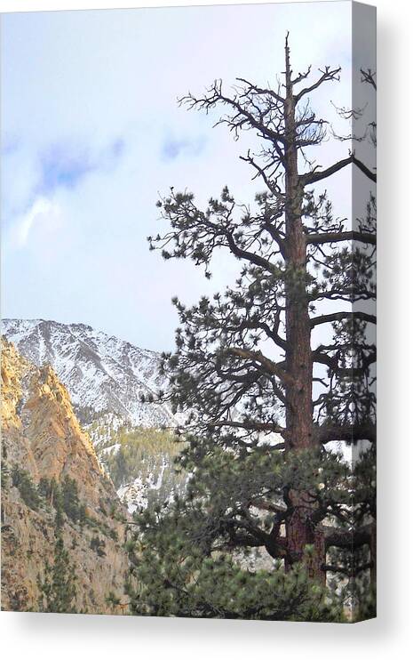 Pine Canvas Print featuring the photograph Simply by Marilyn Diaz