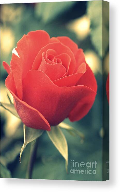 Gift Canvas Print featuring the photograph Single red Rose by Amanda Mohler