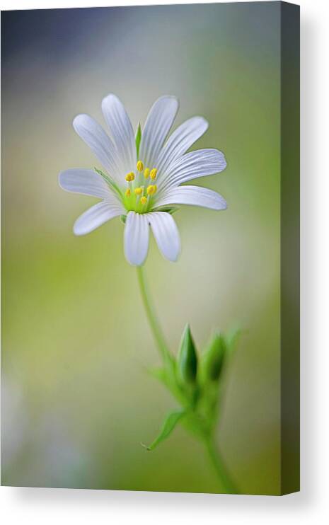 Buckinghamshire Canvas Print featuring the photograph Single White Greater Stitchwort Flower by Jacky Parker Photography
