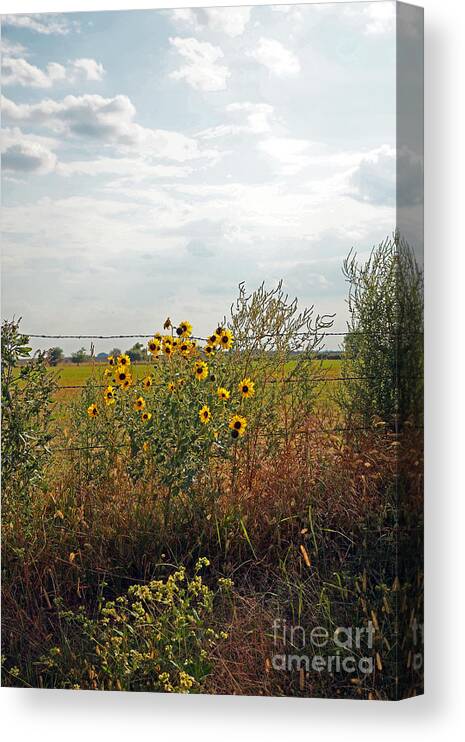 Kansas; Sunflowers; Native Plants; In The Ditch; Roadside Kansas; Stafford County; Kansas Beauty; Kansas Landscape; Early Fall In Kansas Canvas Print featuring the photograph Sitting On The Fence by Betty Morgan