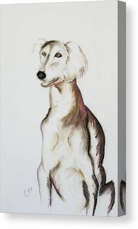 Saluki Canvas Print featuring the drawing Sitting Pretty by Cori Solomon