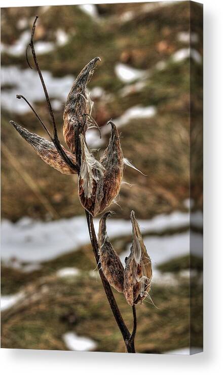 Milkweed Canvas Print featuring the photograph Six Milkweed Pods by Karl Anderson