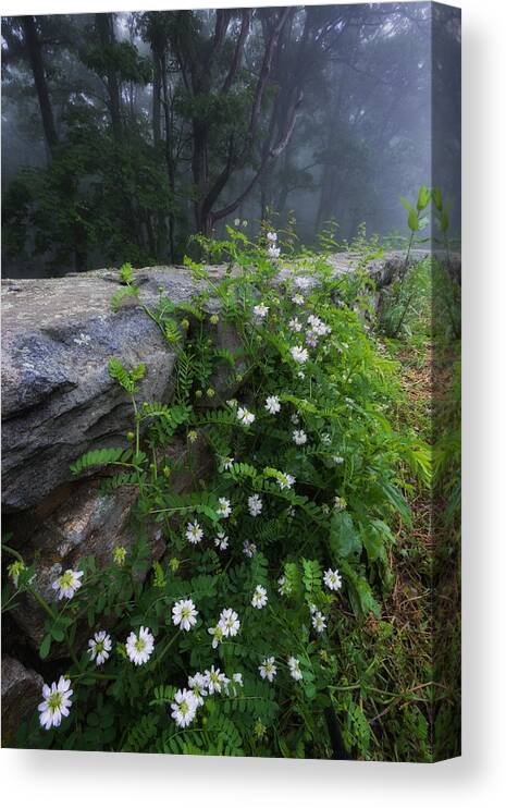 Fog Canvas Print featuring the photograph Skyline Drive Crown-Vech by Dennis Kowalewski