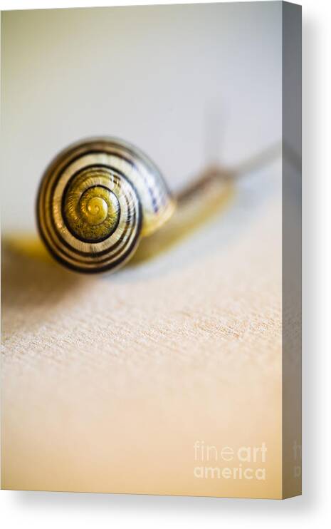 Snail Canvas Print featuring the photograph Small Snail Close Up by Jan Bickerton