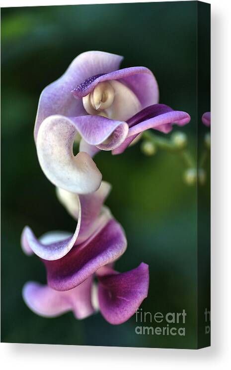 Corkscrew Vine Flower Canvas Print featuring the photograph Snail Flower by Joy Watson