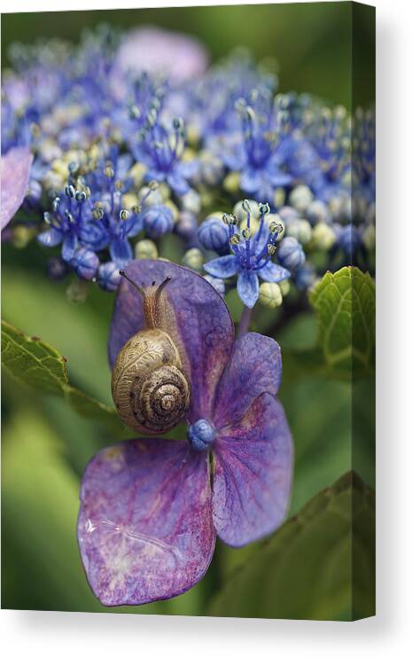 Hiroya Minakuchi Canvas Print featuring the photograph Snail On Hydrangea Flower Japan by Hiroya Minakuchi