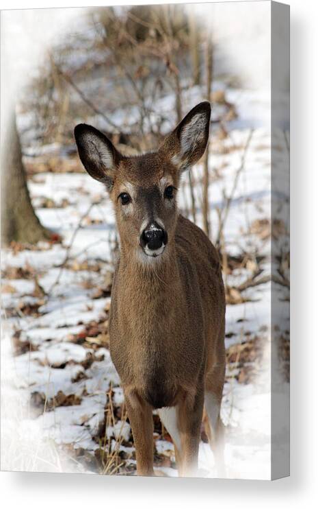 Nature Canvas Print featuring the photograph Snow Deer by Lorna Rose Marie Mills DBA Lorna Rogers Photography