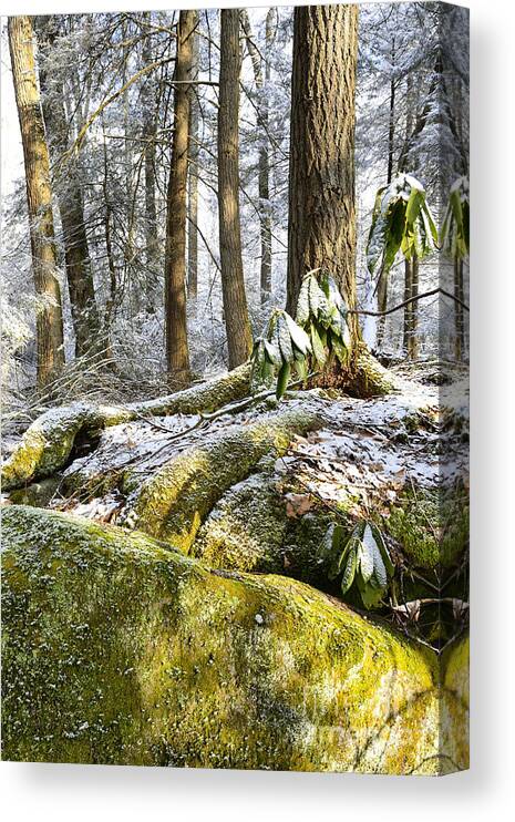 Winter Canvas Print featuring the photograph Snow in Forest by Thomas R Fletcher