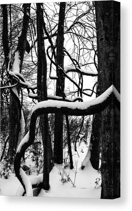 Photo Canvas Print featuring the photograph Snow in the Jungle by John Haldane