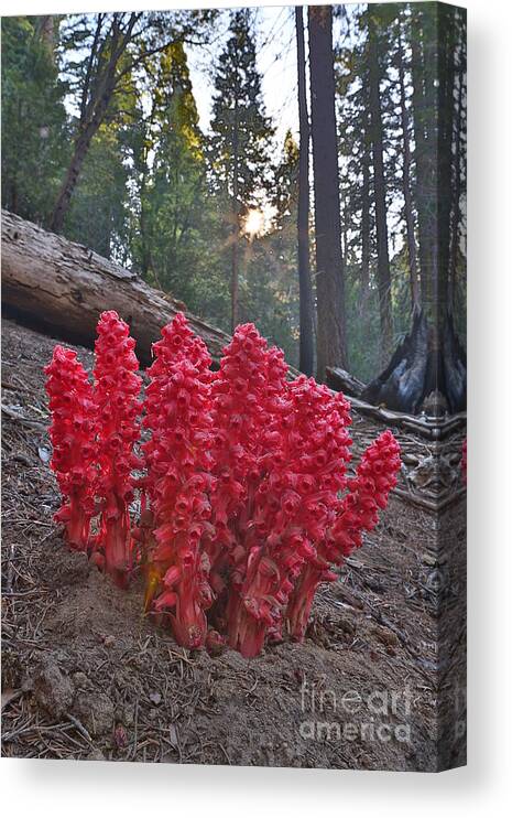 Snow Plant Canvas Print featuring the photograph Snow Plant by Bill Singleton