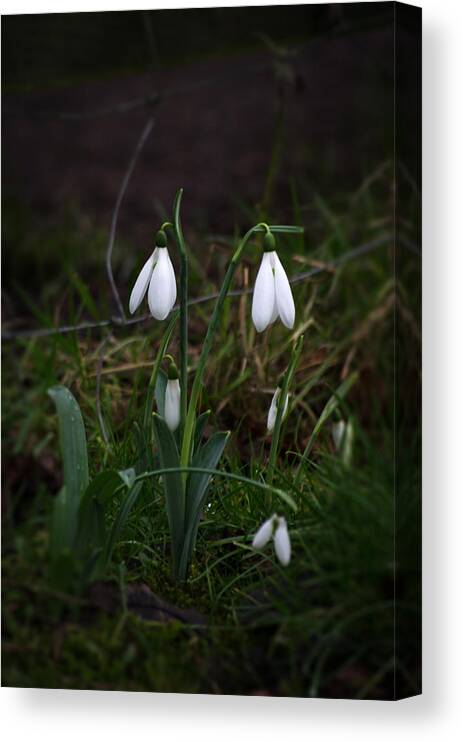 Nature Canvas Print featuring the photograph Snowdrops by Spikey Mouse Photography