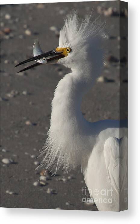 Snowy Egret Canvas Print featuring the photograph Snowy Egret Fishing by Meg Rousher
