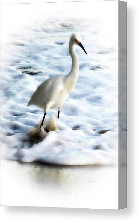 Snowy Egret In Color Canvas Print featuring the photograph Snowy Egret in Color by Christina Ochsner