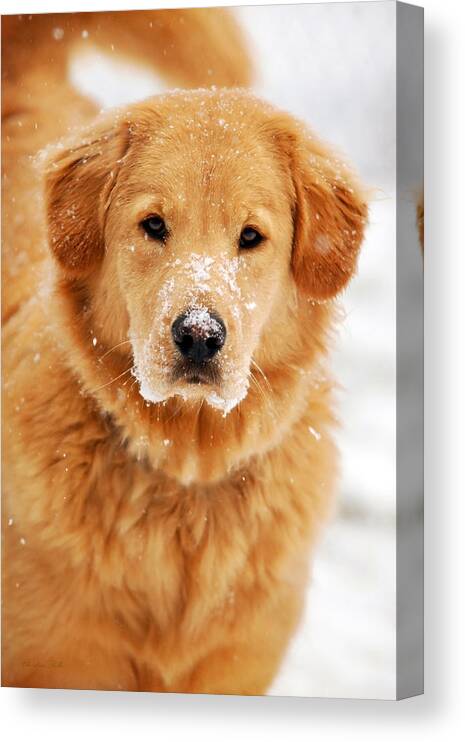 Golden Retriever Canvas Print featuring the photograph Snowy Golden Retriever by Christina Rollo