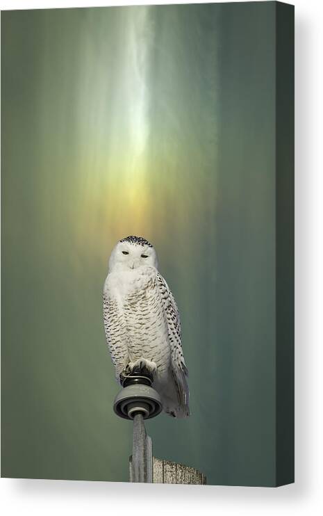 Snowy Owl (bubo Scandiacus) Canvas Print featuring the photograph Snowy Owl And Aurora Borealis by Thomas Young