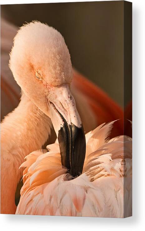 American Flamingo Canvas Print featuring the photograph Soaking Up Sunshine by Theo OConnor
