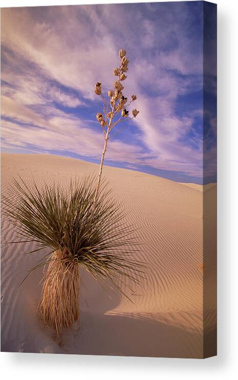 00341457 Canvas Print featuring the photograph Soaptree Yucca On Dune by Yva Momatiuk and John Eastcott