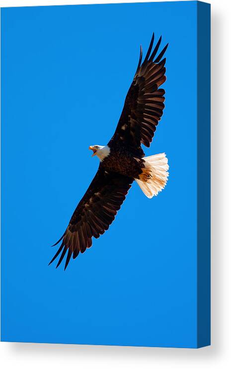 Bald Eagle Canvas Print featuring the photograph Soaring by Aaron Whittemore