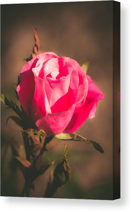 Rose Canvas Print featuring the photograph Solitude by Sara Frank