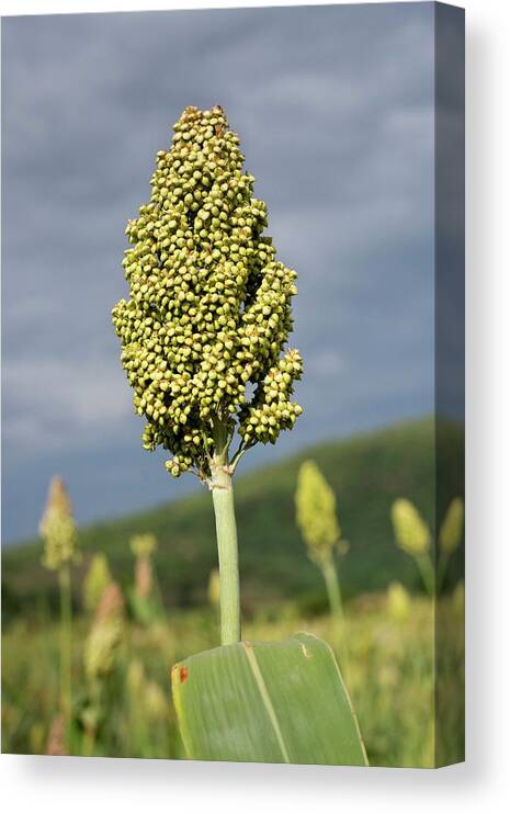 Africa Canvas Print featuring the photograph Sorghum Plant Seedhead by Tony Camacho