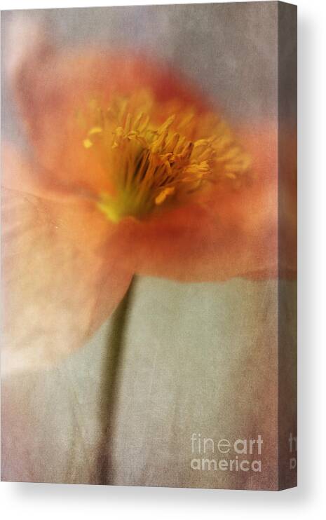 Abstraction Canvas Print featuring the photograph Soulful Poppy by Priska Wettstein
