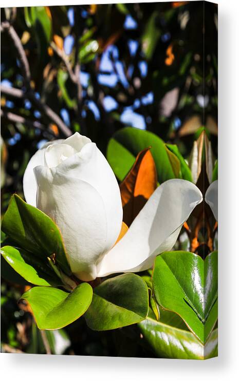 Flowers Canvas Print featuring the photograph Southern Magnolia Blossom by Judy Wright Lott