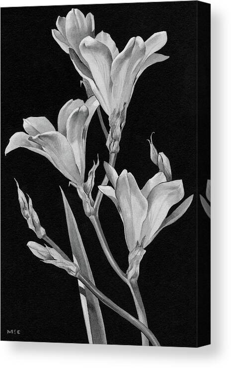 Flowers Canvas Print featuring the digital art Sparaxis Flowers by Florence Mccurdy