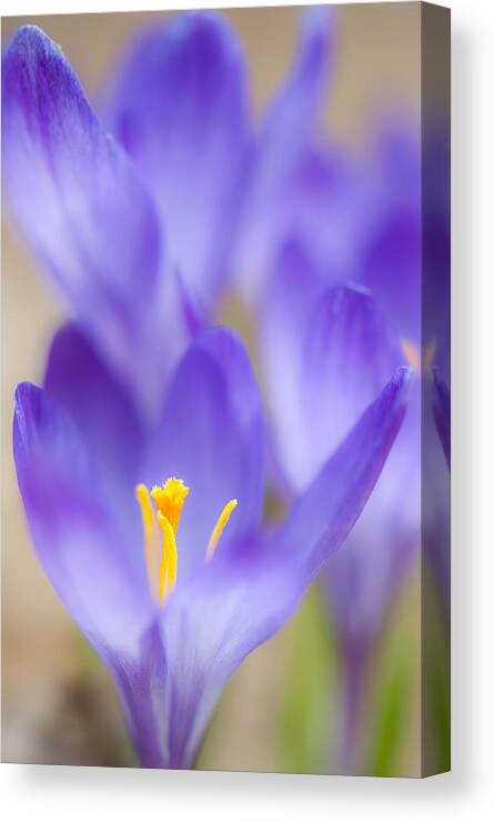 Crocus Canvas Print featuring the photograph Spark Of Spring by Jean-Pierre Ducondi