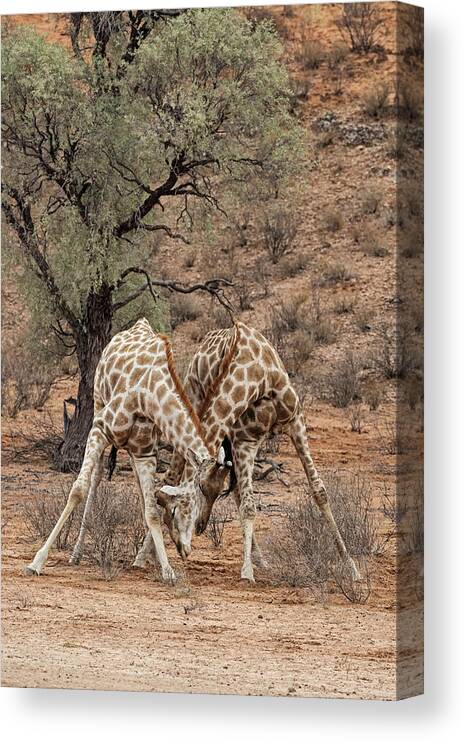 Africa Canvas Print featuring the photograph Sparring Giraffes by Tony Camacho/science Photo Library