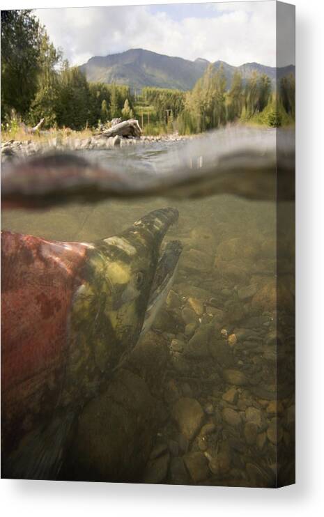 Dickerson Canvas Print featuring the photograph Spawned Out Sockeye Salmon In Quartz by Scott Dickerson