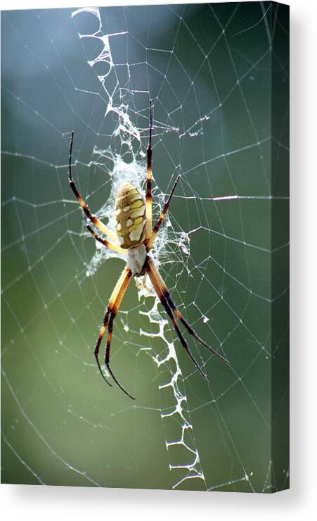 Spider Canvas Print featuring the photograph Spider - Black and Yellow Argiope 04 by Pamela Critchlow