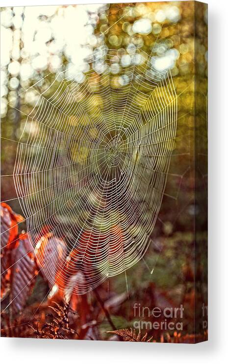 Background Canvas Print featuring the photograph Spider Web by Edward Fielding