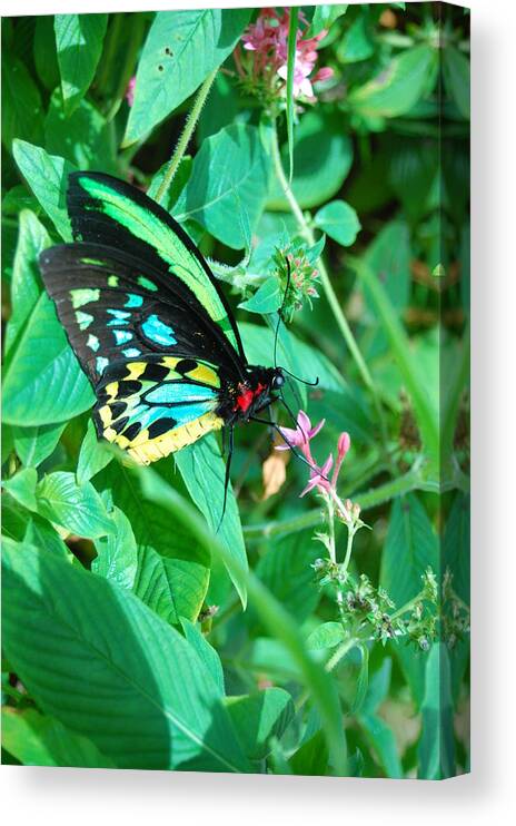 Flower Canvas Print featuring the photograph Spotted Butterfly 1 by Amy Fose